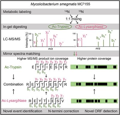 Mirror proteases of Ac-Trypsin and Ac-LysargiNase precisely improve novel event identifications in Mycolicibacterium smegmatis MC2 155 by proteogenomic analysis